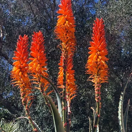 Hotel Acquamarina Portoferraio