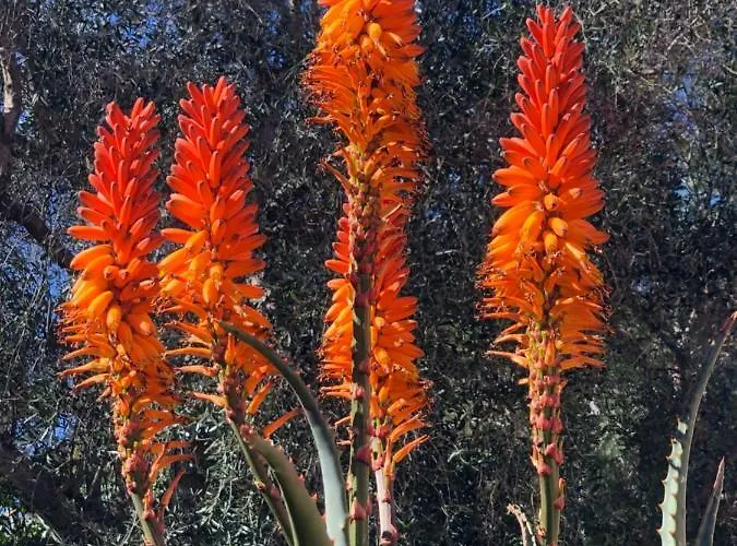 فندق Acquamarina بورتوفيرّايو